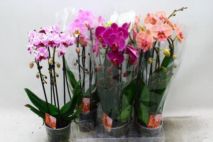 <h4>PHAL EL CASCADE</h4>