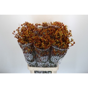 Anigozanthos Gold Fever
