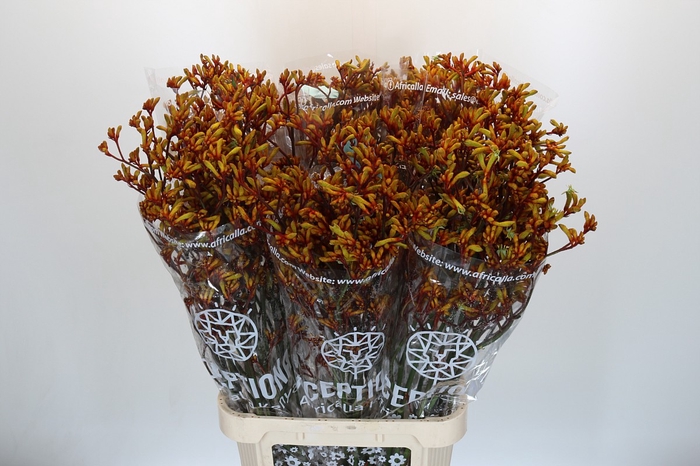 <h4>Anigozanthos Gold Fever</h4>