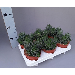 Haworthia   ...