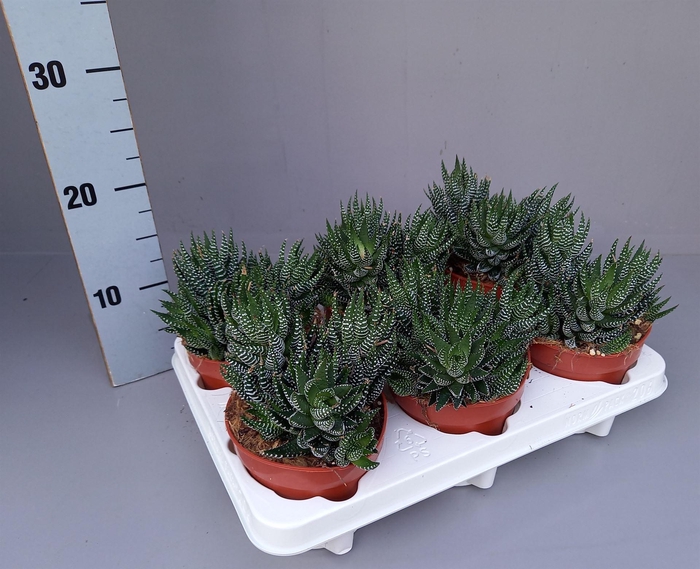 <h4>Haworthia   ...</h4>