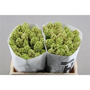 Hyac China Pink (hcm)