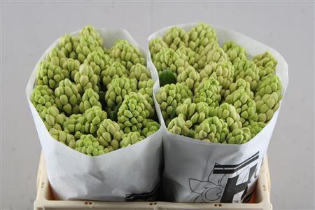 <h4>Hyac China Pink (hcm)</h4>