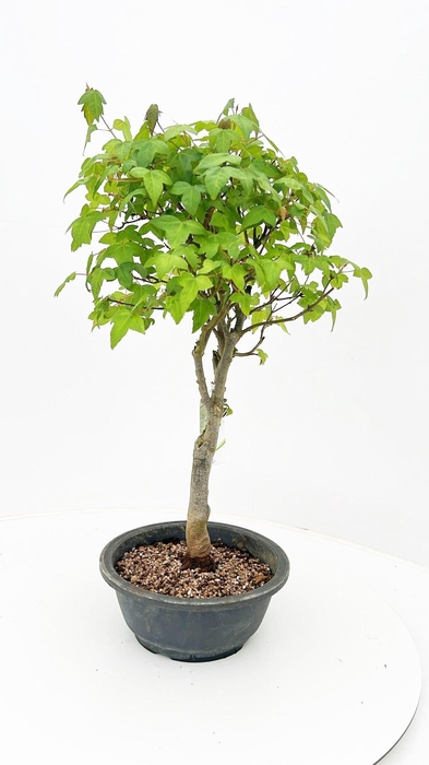 <h4>Acer buergerianum, 20cm.</h4>