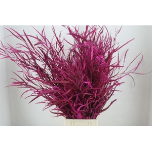 Grevillea Kbh Cerise 200gr