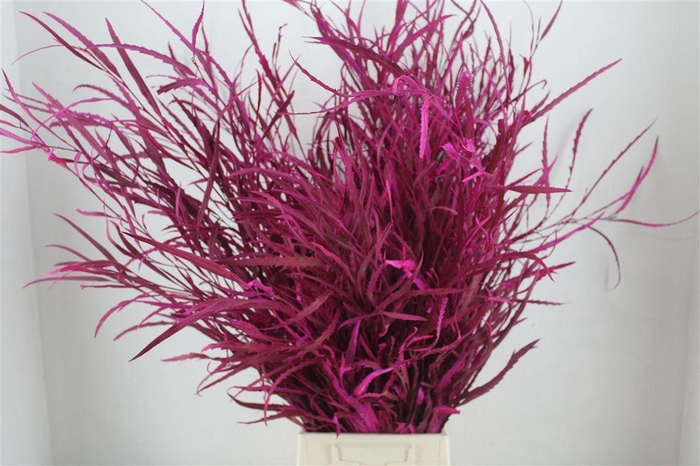 <h4>Grevillea Kbh Cerise 200gr</h4>