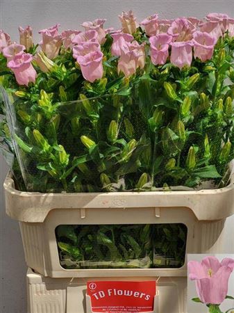 <h4>Camp M Pearl Pink</h4>