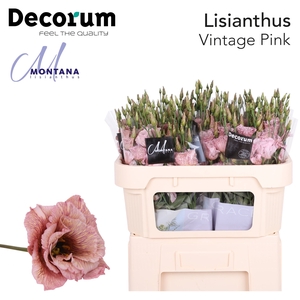Lisianthus Dye Vintage pink