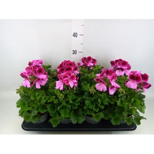 Pelargonium gran.   ..