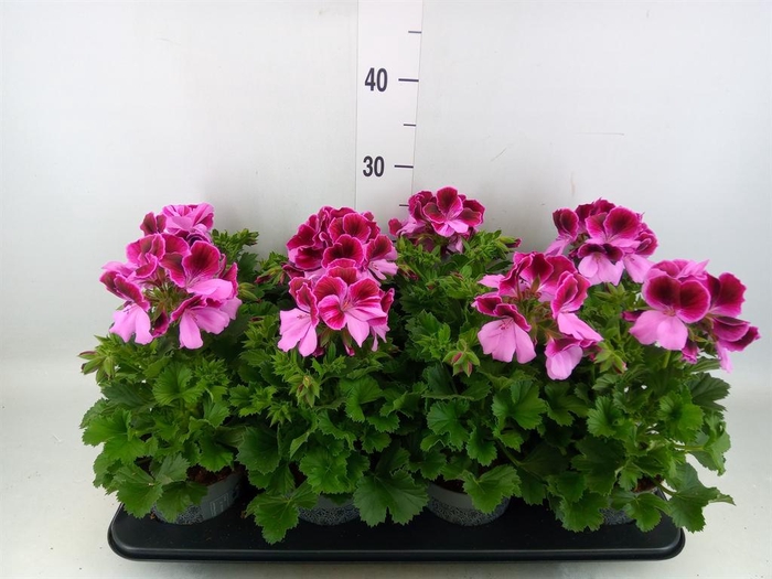<h4>Pelargonium gran.   ..</h4>