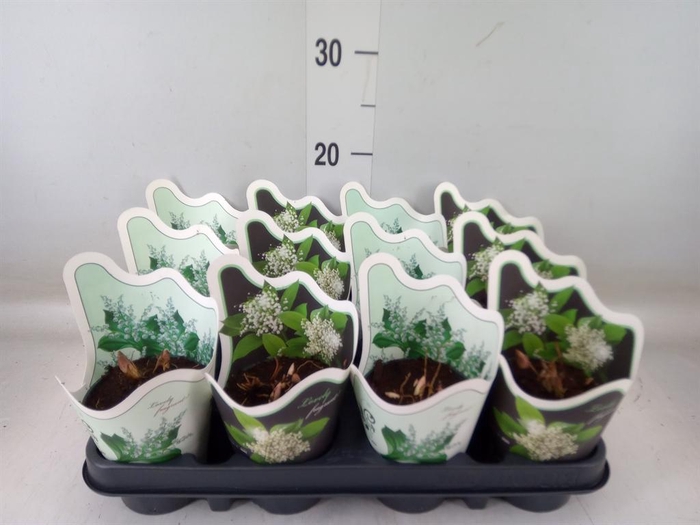 <h4>Convallaria majalis</h4>