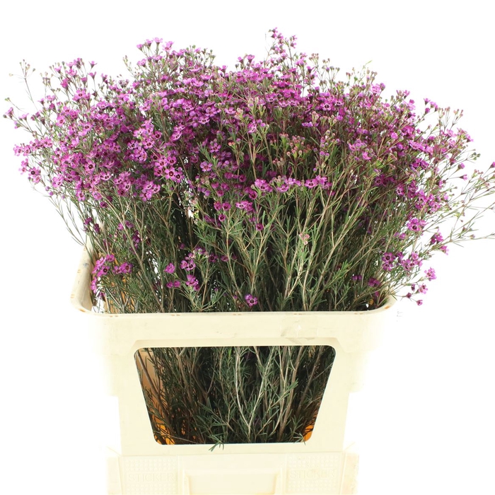 <h4>Chame Early Purple</h4>