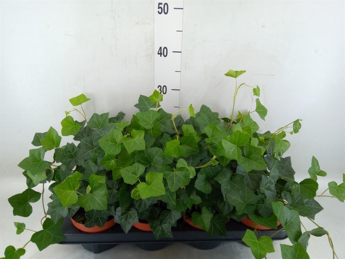 <h4>Hedera hibernica</h4>