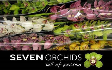 <h4>Cymb Mixed Stems</h4>