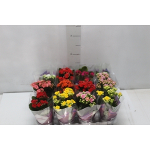 KALANCHOE DOBRADO MINI P09