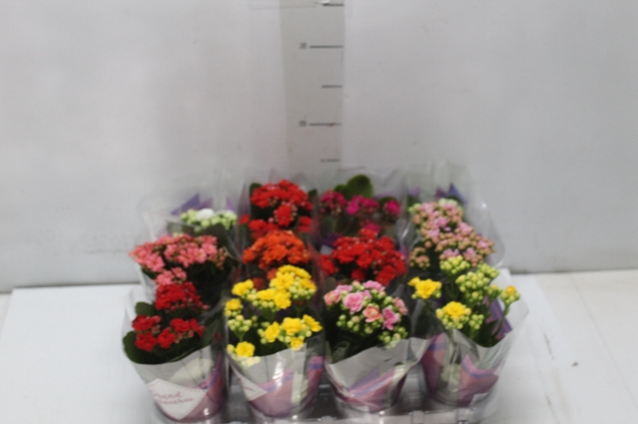 <h4>KALANCHOE DOBRADO MINI P09</h4>