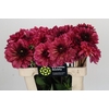 Dahlia Bacardi
