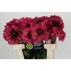 Dahlia Bacardi
