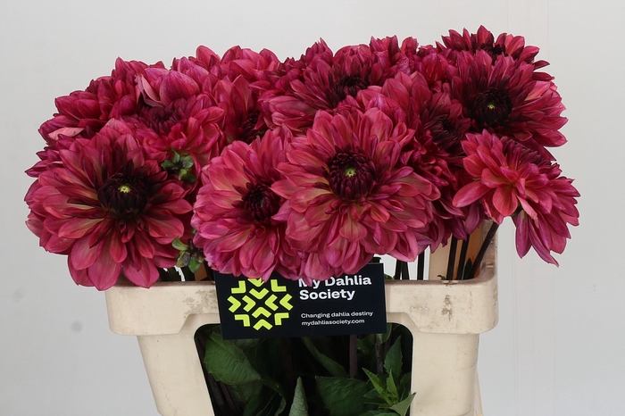 <h4>Dahlia Bacardi</h4>