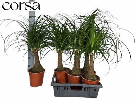 Nolina Beauca. Recur