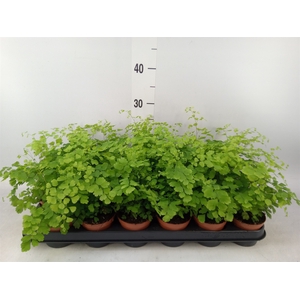 Adiantum raddi. 'Fragrans'