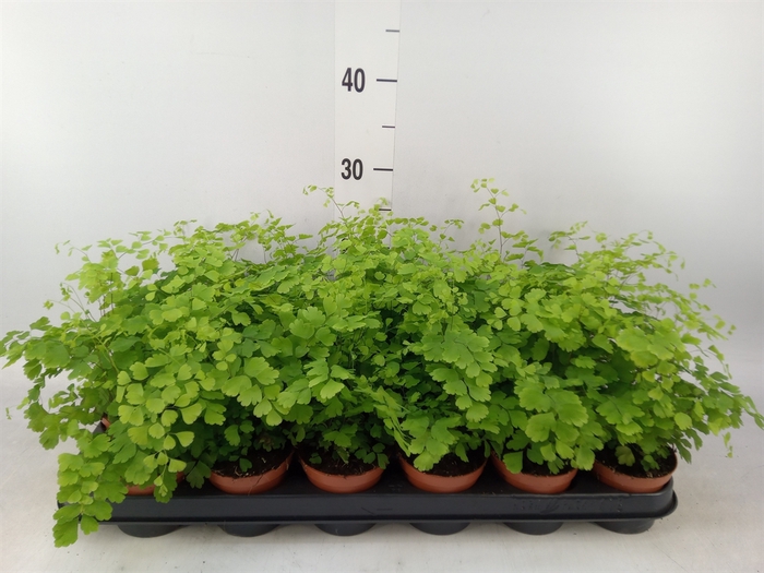 <h4>Adiantum raddi. 'Fragrans'</h4>