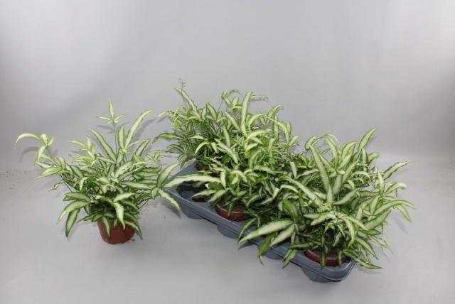 <h4>PTERIS ALBOLINEATA</h4>