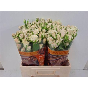 R Tr Royal Porcelina