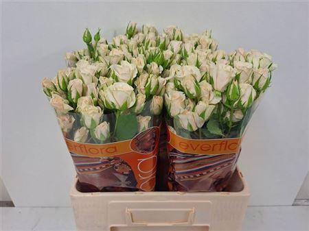 <h4>R Tr Royal Porcelina</h4>