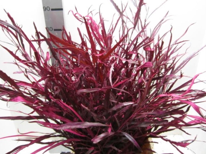 <h4>Grevillea Cerise</h4>