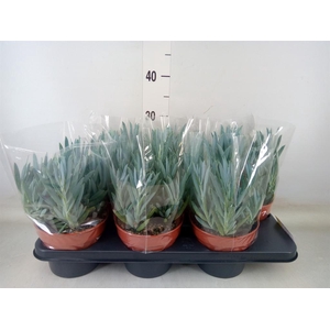 Curio ficoides 'Mount everest'