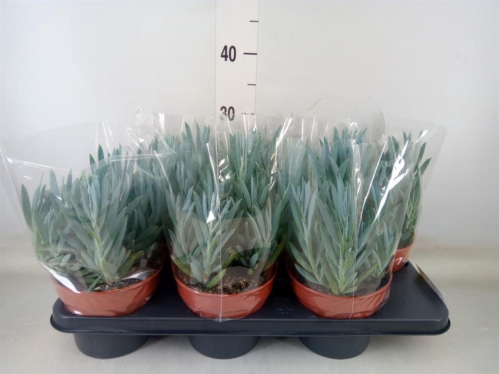 <h4>Curio ficoides 'Mount everest'</h4>