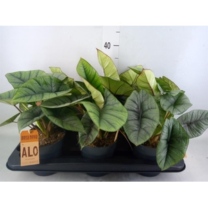 Alocasia  'Platinum'