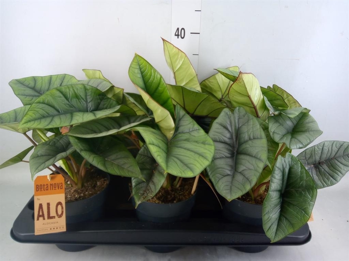 <h4>Alocasia  'Platinum'</h4>