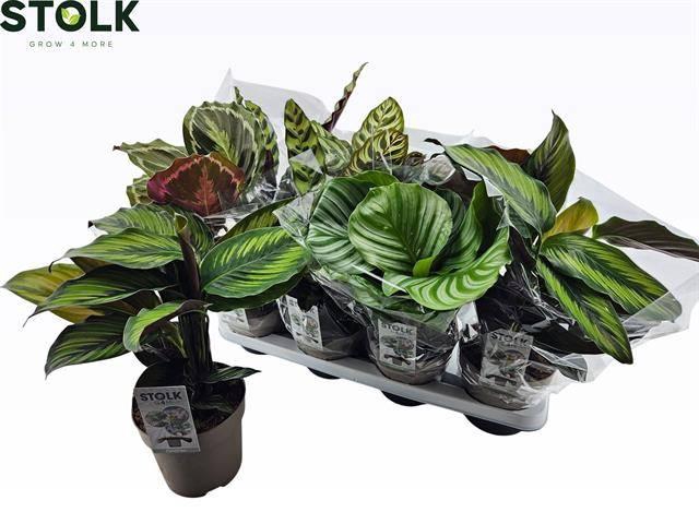 <h4>CALAT GEM 4 SRT</h4>