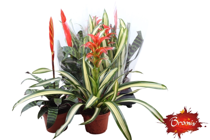 <h4>BROMELIA GEM</h4>