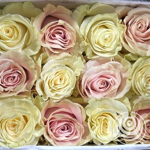 R Eq Rainbow Mondial