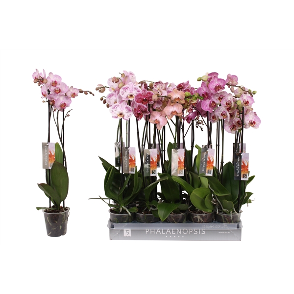 <h4>Phalaenopsis Specialty mix, 2-spike 18+</h4>