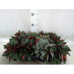 Peperomia   ...mix