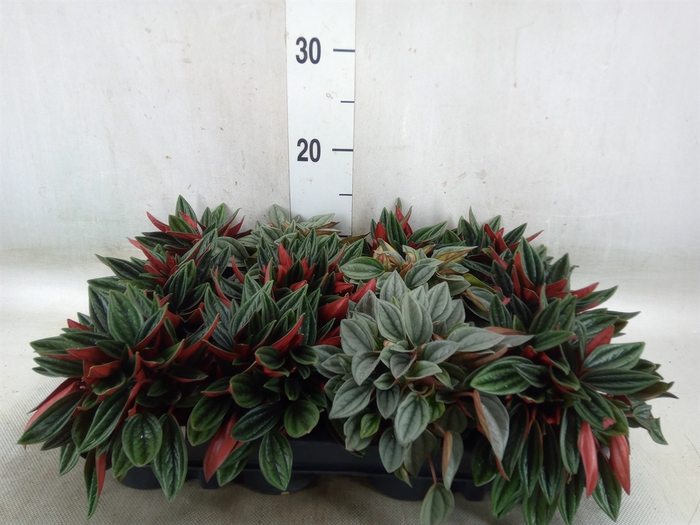 <h4>Peperomia   ...mix</h4>