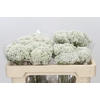 Ozothamnus Booming White