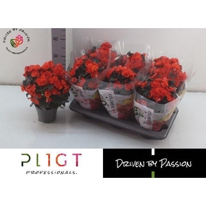 Begonia Elat. Mocca Orange