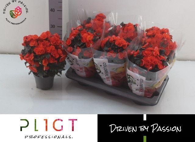 <h4>Begonia Elat. Mocca Orange</h4>