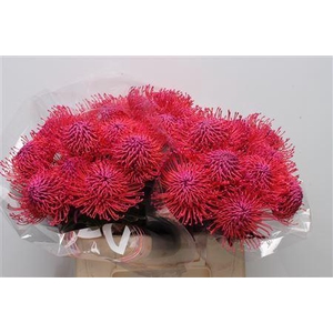 Leucospermum DYED Fuchsia