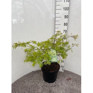 ACER PALM DISSECTUM