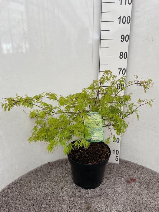 <h4>ACER PALM DISSECTUM</h4>