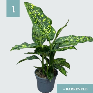 Dieffenbachia  'Spotty'
