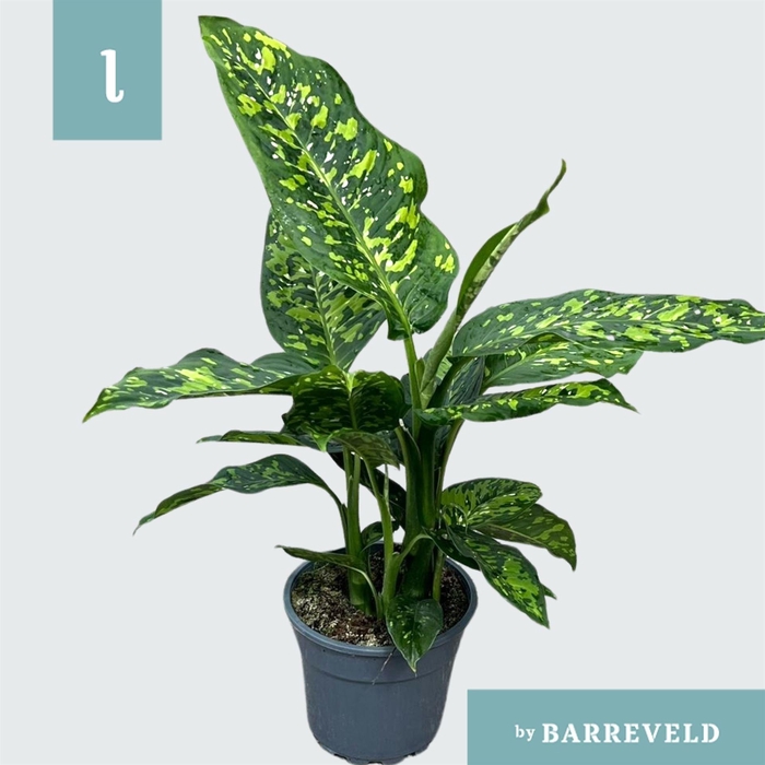 <h4>Dieffenbachia  'Spotty'</h4>