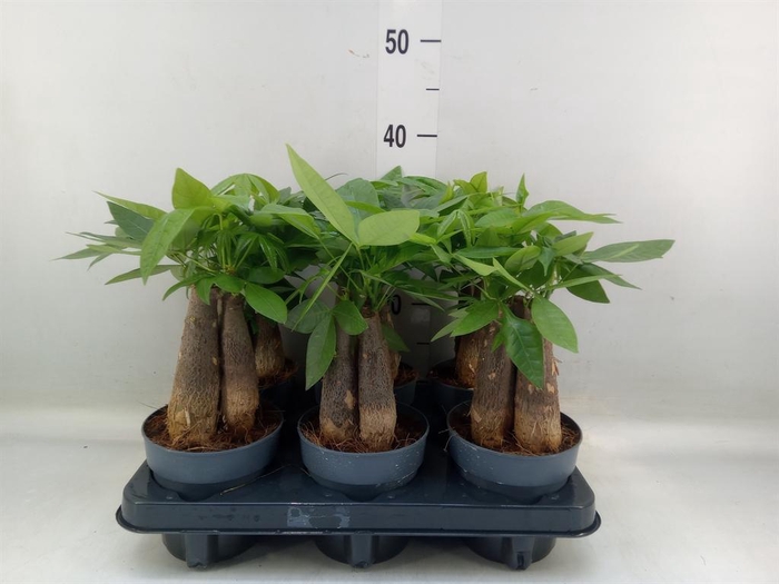 <h4>Pachira aquatica</h4>