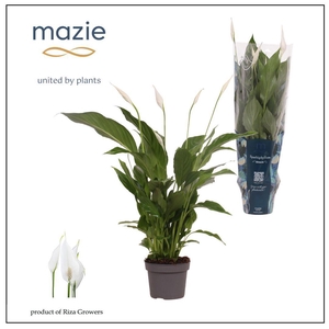 Spathiphyllum 13cm Strauss Mazie